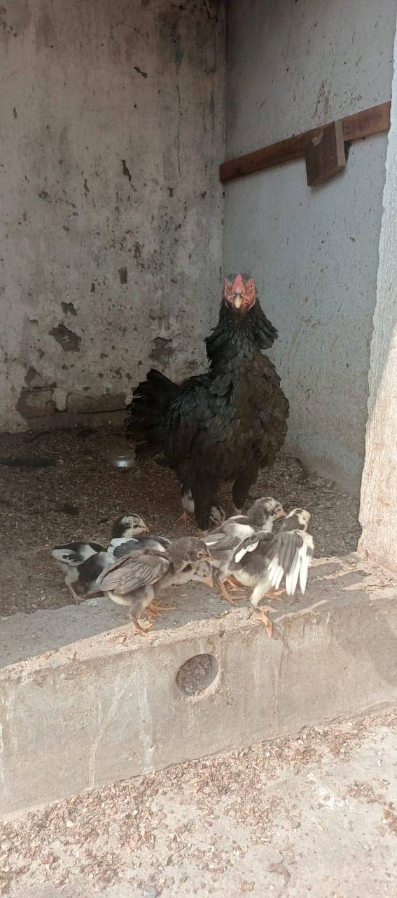 Thai Chicks / BlackEyes / Imported / High quality / chicks For Sale 10