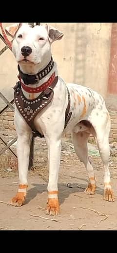 Bully gultair dog| gultair |bully dogs|pakistan bully dog|security dog