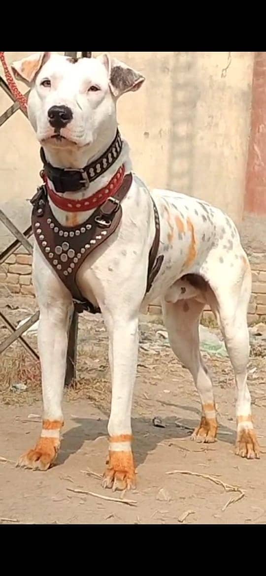 Bully gultair dog| gultair |bully dogs|pakistan bully dog|security dog 0