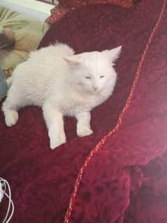 white Persian male available for sale & adoption