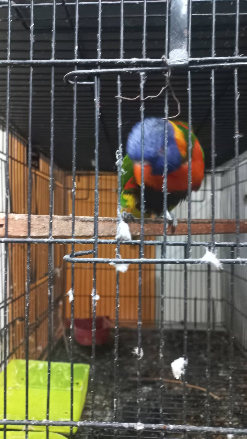 3yrs old lorikeet very playful 0