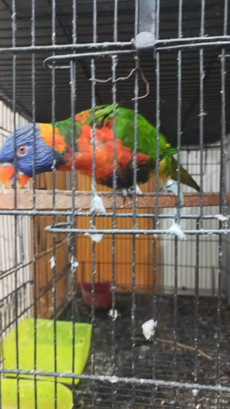 3yrs old lorikeet very playful 1