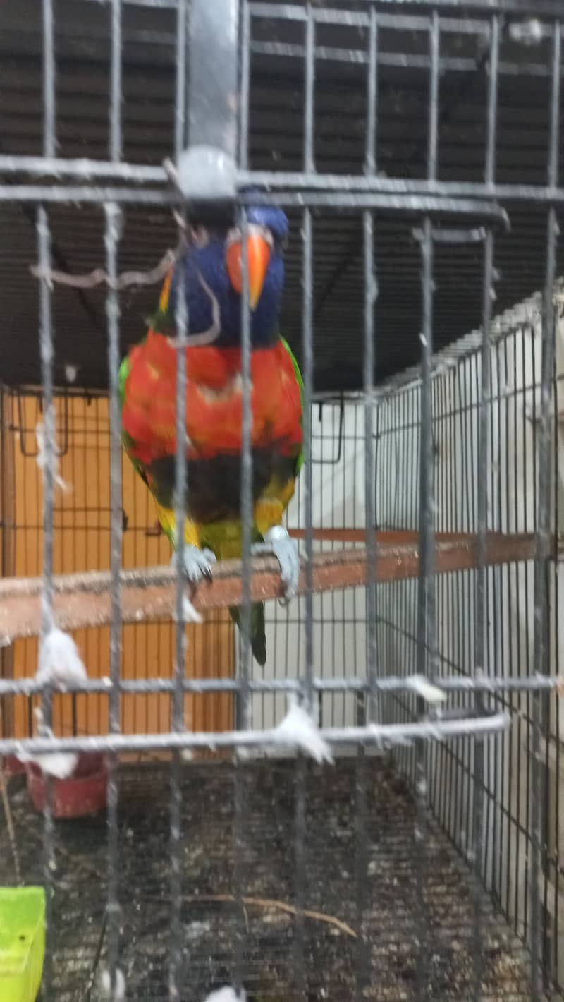 3yrs old lorikeet very playful 2