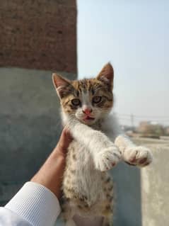 semi persian cat breed