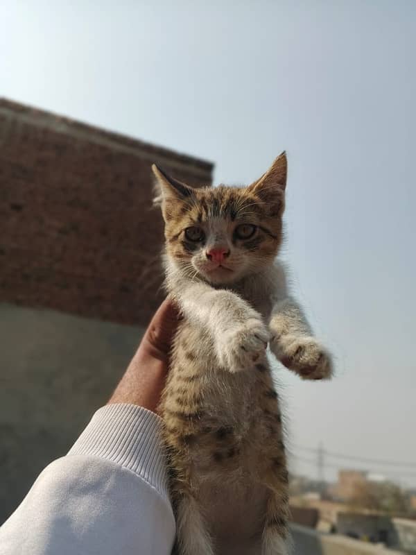 semi persian cat breed 2