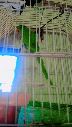 green nck parrot with cage