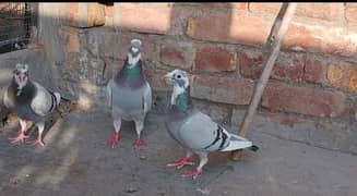 Qasad pigeon's pair Urgent for sale.