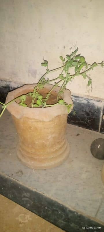 I'm selling. . . . Plants pots+Iron cages+Incubator. . 10