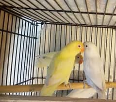 love birds albino and Cremino