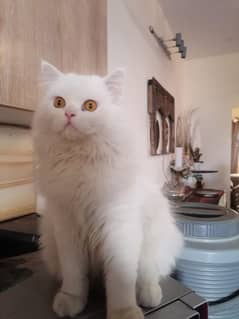 Selling Persian Cats