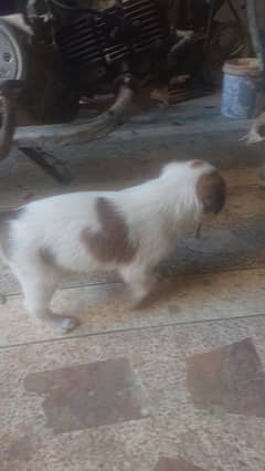 afghan kochi puppy for sale