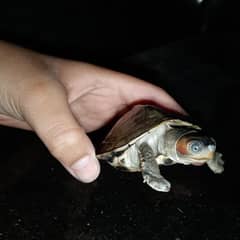 Blue eyes turtles for sale