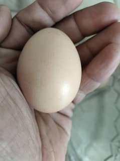 Quality Aseel Eggs