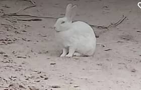 Rabbit for sale