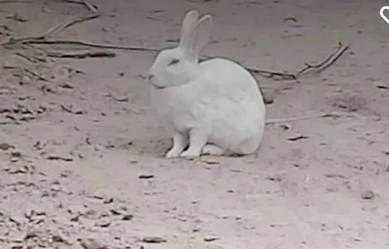 Rabbit for sale 0