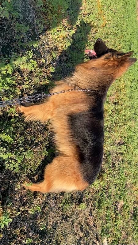 long coat gsd 3