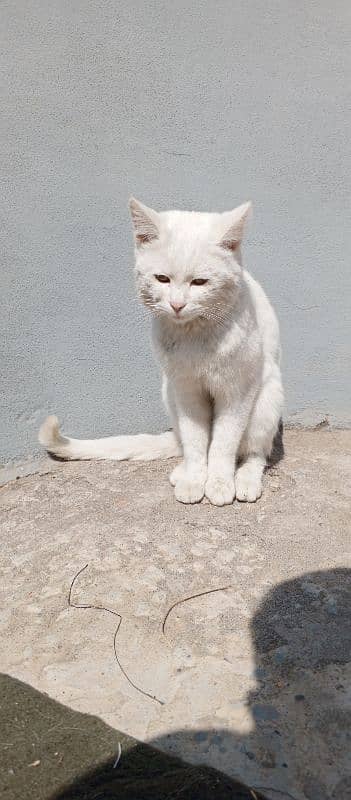 Persian female cat 3