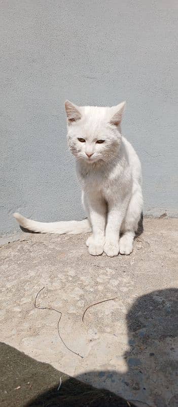 Persian female cat 4