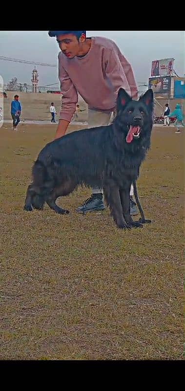 Black German Shepherd male long cod cor 1