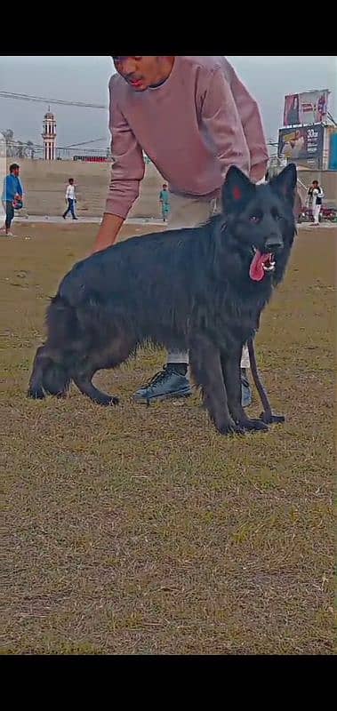 Black German Shepherd male long cod cor 2