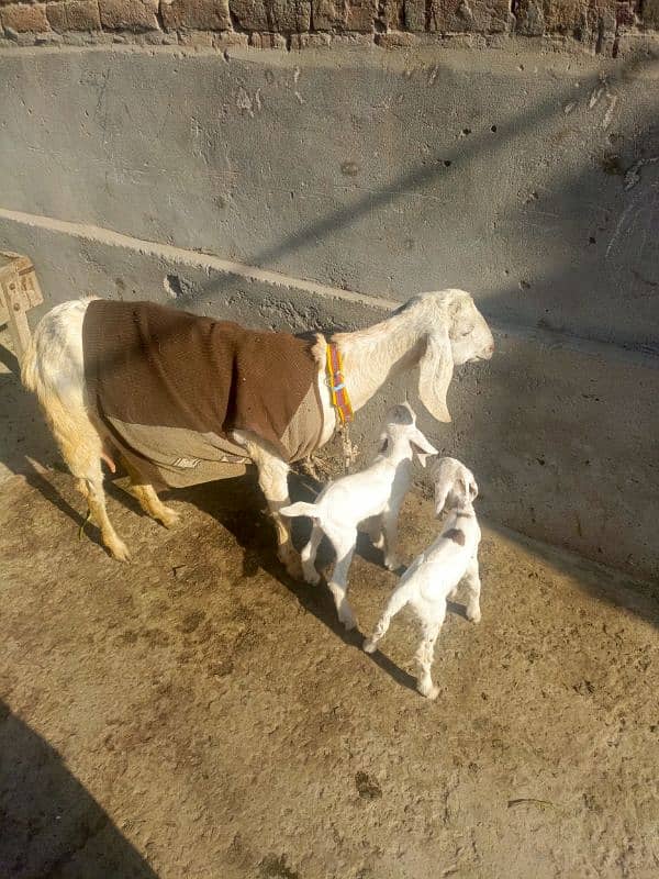 goat for sale 2 dun pahly soi hy 2 baby female 1