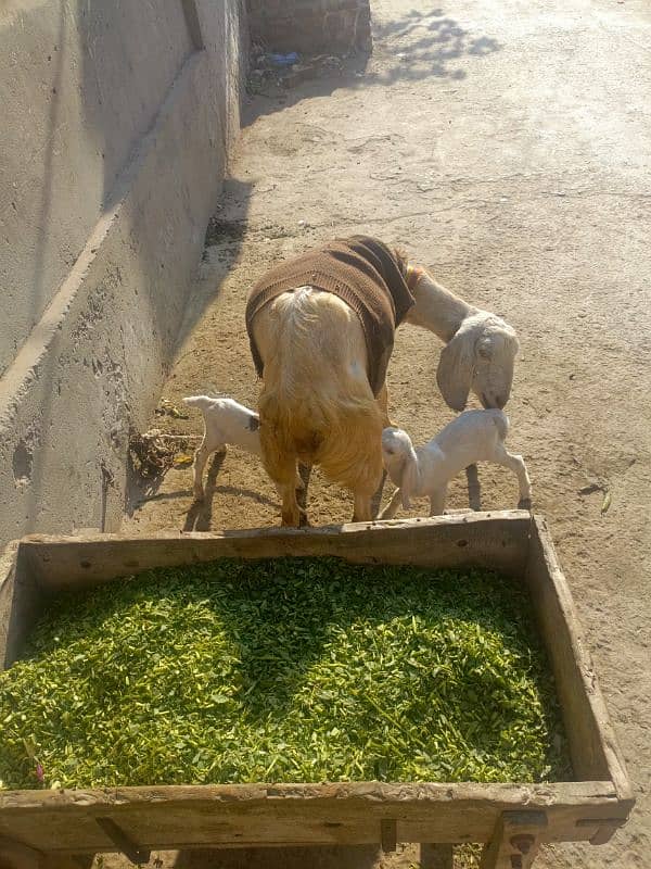 goat for sale 2 dun pahly soi hy 2 baby female 2