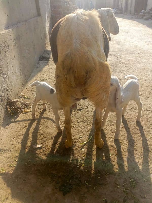 goat for sale 2 dun pahly soi hy 2 baby female 3