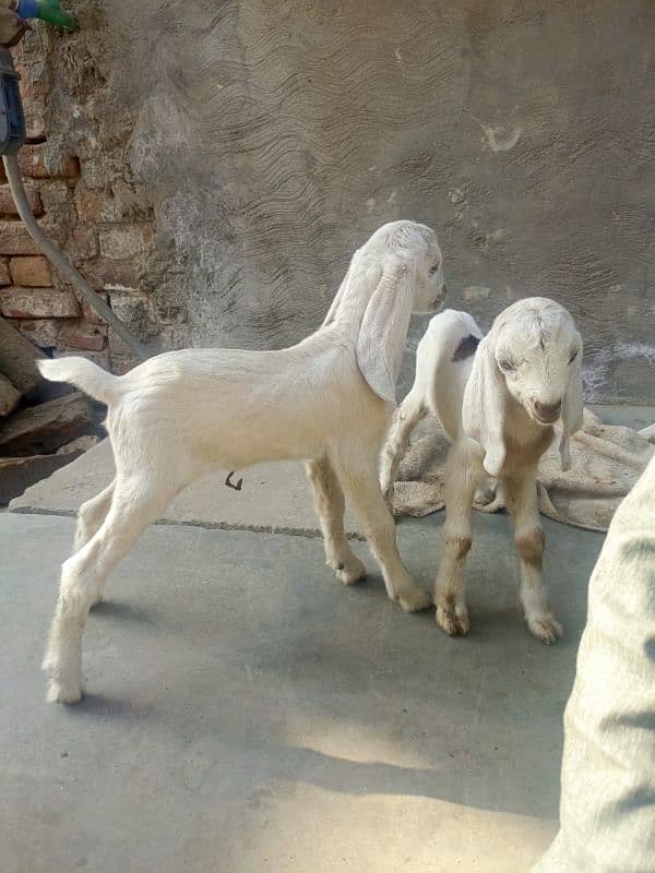 goat for sale 2 dun pahly soi hy 2 baby female 4