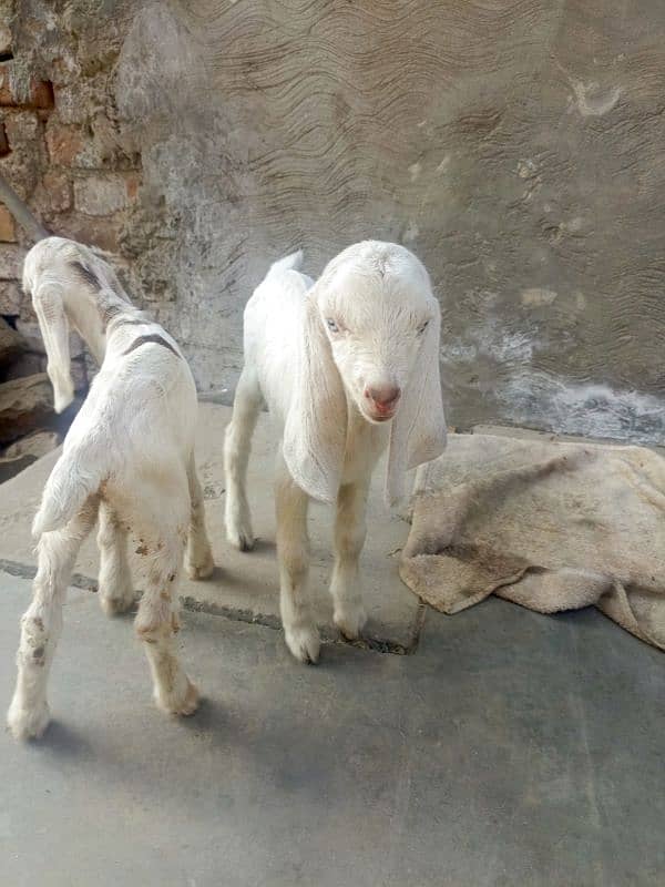 goat for sale 2 dun pahly soi hy 2 baby female 5