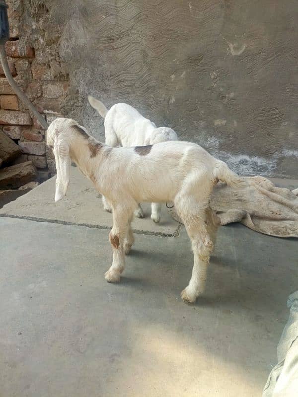 goat for sale 2 dun pahly soi hy 2 baby female 6