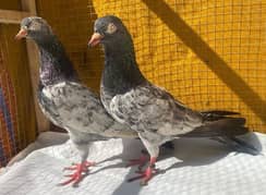 tadi pigeons bredr pairs