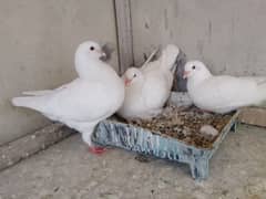 King pigeons/Kabootar