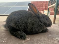 Flemish rabbit male and female very beautiful. 03086828028