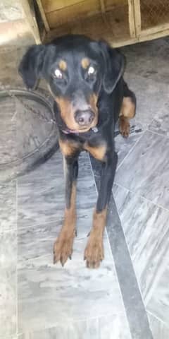 doberman