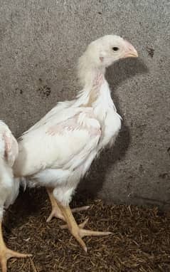 White o shamo / chicks / hens / Shamo / female / aseel / fancy /murga