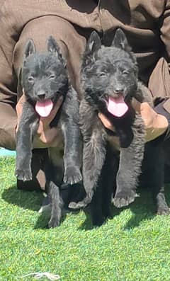 Belgian Shepherdpuppy| Long Coat puppies | Dog For Sale | BSD pair