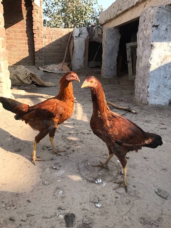 Aseel murga or desi Murgi or aseel cross chiks for sale 5