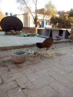 Aseel chicks for sale