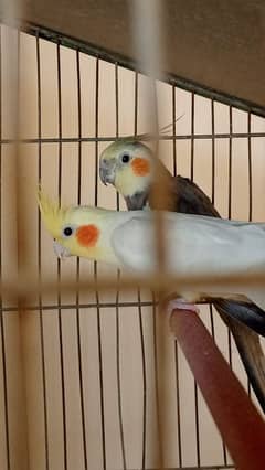 RED EYE CREAM COCKTAIL MALE/GREY COCKTAIL FEMALE BREEDER PAIR