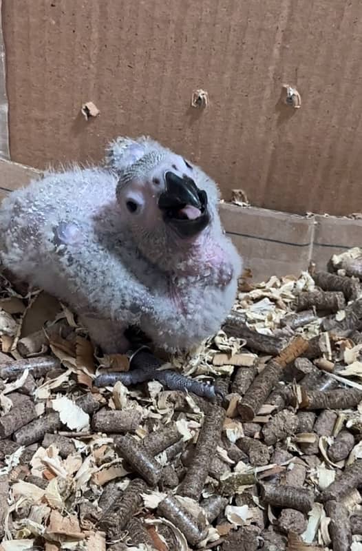 grey parrot chick 0