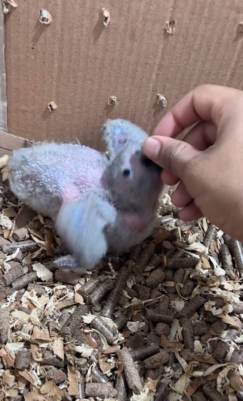 grey parrot chick 1