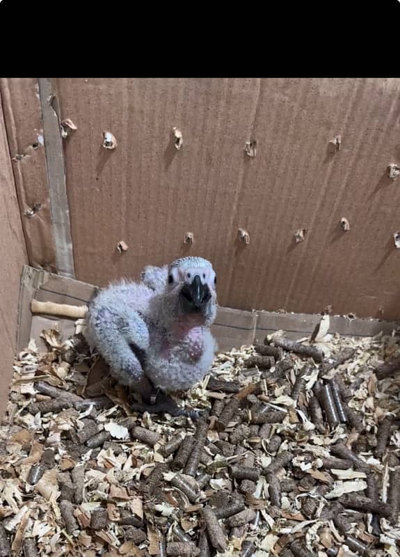 grey parrot chick 2