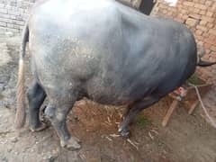 Buffalo whatsapp or call nmb 03194608066