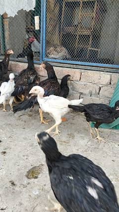 aseel chicks 2.5 month age