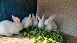 New Zealand white rabbit k bunny for sale