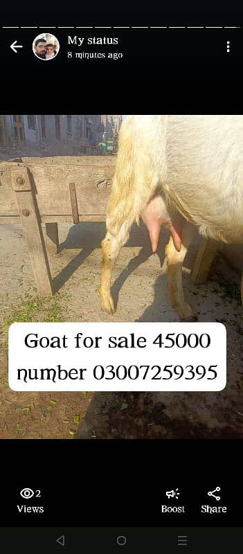 goat for sale 2 dun pahly soi hy 2 baby female 10