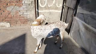 bakri