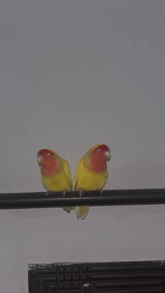 lovebird