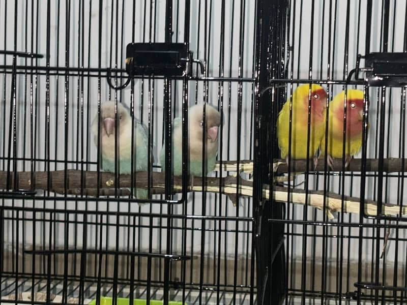 lovebird 1