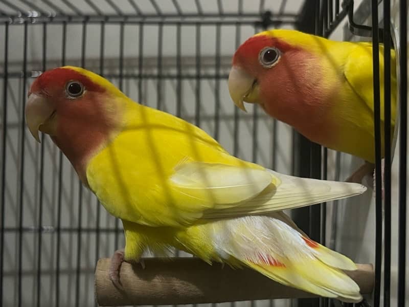 lovebird 2